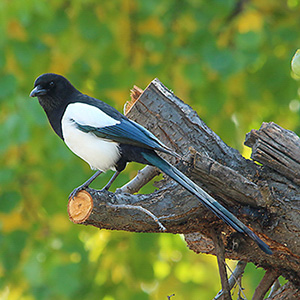 Eurasian Magpie